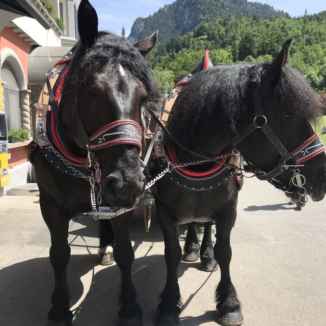 迪士尼睡公主👸城堡🏰原型🫶🏻夢想成真之旅😆德國🇩🇪必去天鵝堡