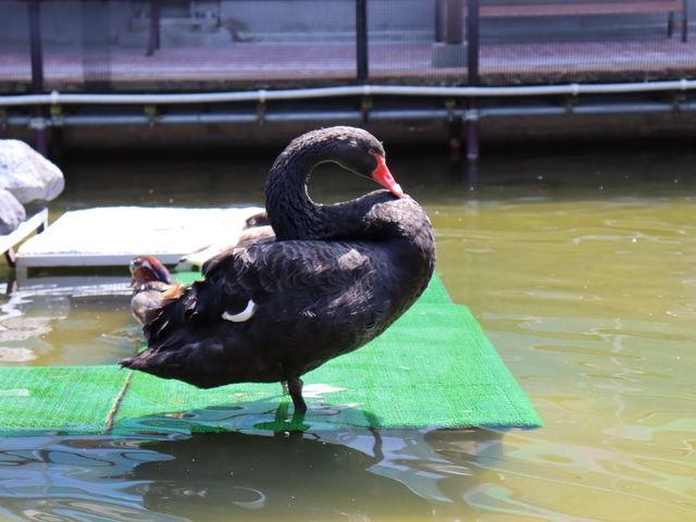 【静岡】鳥たちが飛び回る温室！掛川花鳥園をご紹介