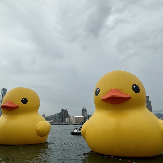 Penguins meet Rubber Ducks