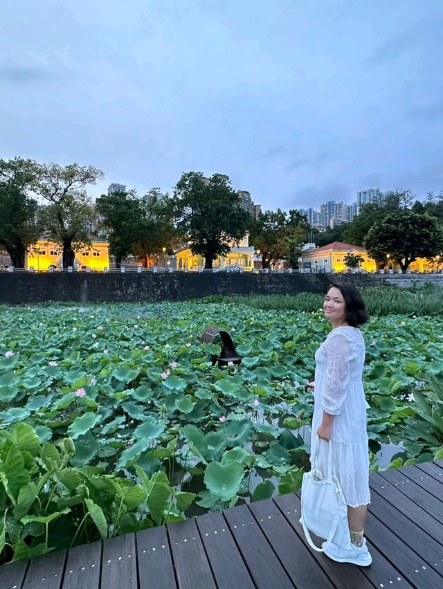 城中荷花🌸