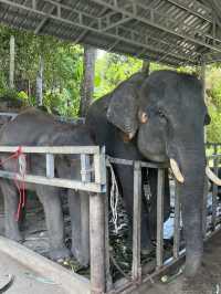 Swim with elephants at Tri Trang beach,Phuket