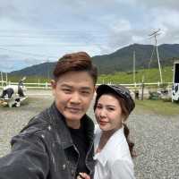 Desa Cattle Dairy Farm (pre-wedding shoot)