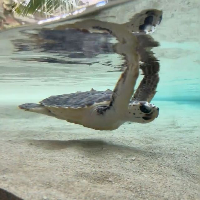 海洋奇遇！鴨川海洋世界🐳🐙🌊