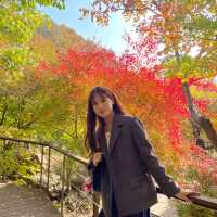 숲 속 산책하기 좋은 서울 근교 핫플🍁