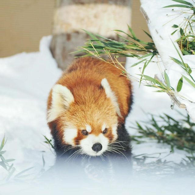 🐧❄️🎪旭山動物園～企鵝天堂🌟😄