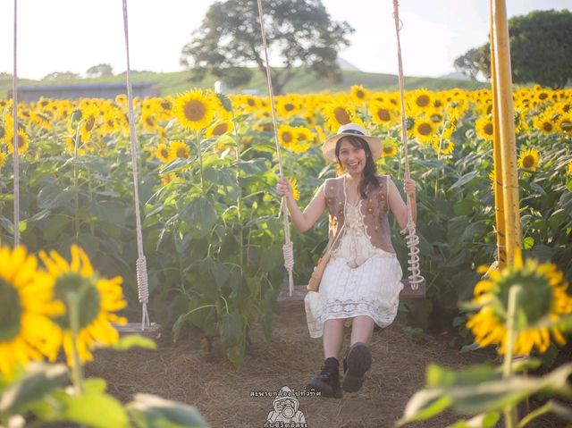 🌻ทุ่งทานตะวัน🌻@ไร่มณีศร