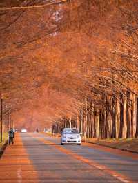 【まだ紅葉が物足りない！🍁】12月に見ることができる紅葉スポット紹介！全国編！🗺️