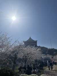 熱海でお花見するならここ！熱海の絶景を一望できる熱海城！