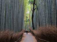 Kyoto's Autumn Symphony