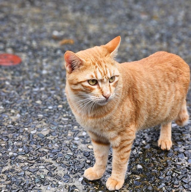 ไม่ใช่เจ้าถิ่น เช็คอินได้ป่าว 🐱 