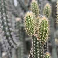 深圳仙湖植物園，愛花人士必到景點