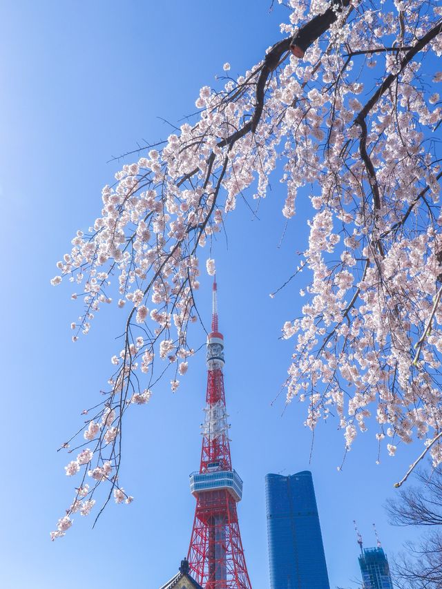 東京タワー×桜が見れるとっておきスポット