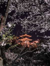 【春の横浜もおすすめ！✨】神奈川県で見れるおすすめの桜スポット！🌸