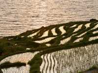 Senmaida Rice Fields