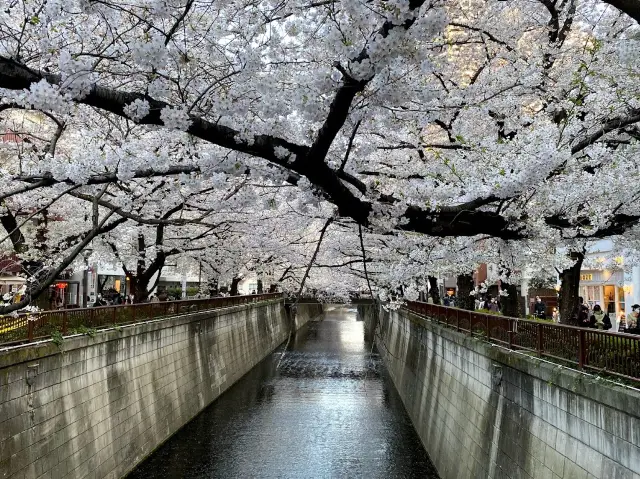 Wonderful area for Cherry Blossoms
