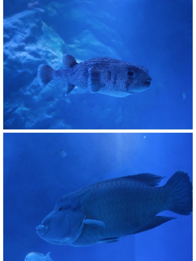 【東京品川水族館】品川王子大飯店內，適合一日遊