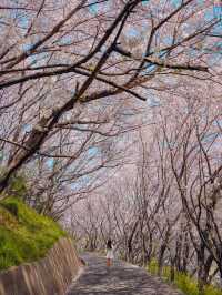 【広島】本当は教えたくない！瀬戸内海の離島にある絶景すぎる桜のトンネル！