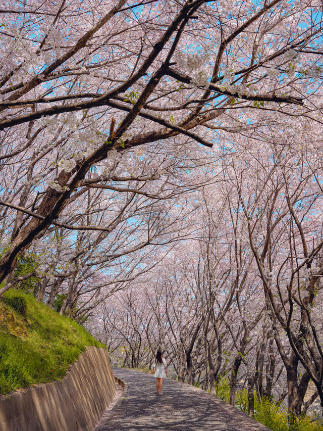 【広島】本当は教えたくない！瀬戸内海の離島にある絶景すぎる桜のトンネル！