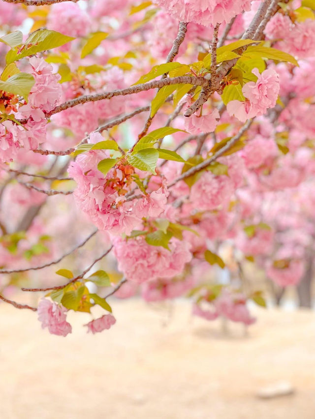 이번 주말, 겹벚꽃 보러 경주 다녀오셔요🌸♥️