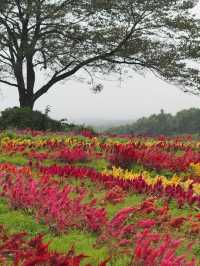 那須のオススメお花畑