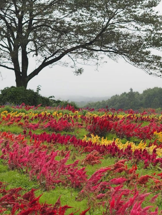那須のオススメお花畑