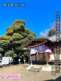 【九重神社/埼玉県】川口市指定の保存樹木「スダジイ」が圧巻！
