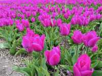 The Tulip Barn