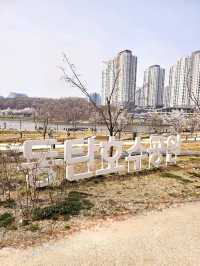 가족과 함께 떠나는 벚꽃놀이🌸