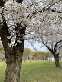 【2024年桜】満開前日の森ノ宮駅側