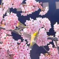桜神宮