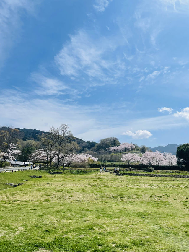 【奈良県】桜が美しい春の国営飛鳥歴史公園