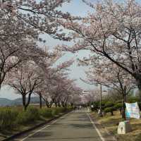 🌸구미 사람들은 잘 아는 벚꽃 명소🌸