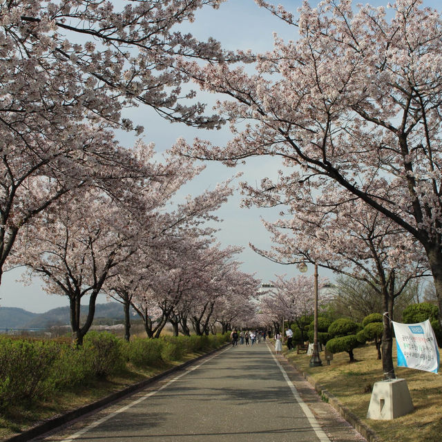 🌸구미 사람들은 잘 아는 벚꽃 명소🌸