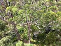 Valley of the Giants Tree Top Walk