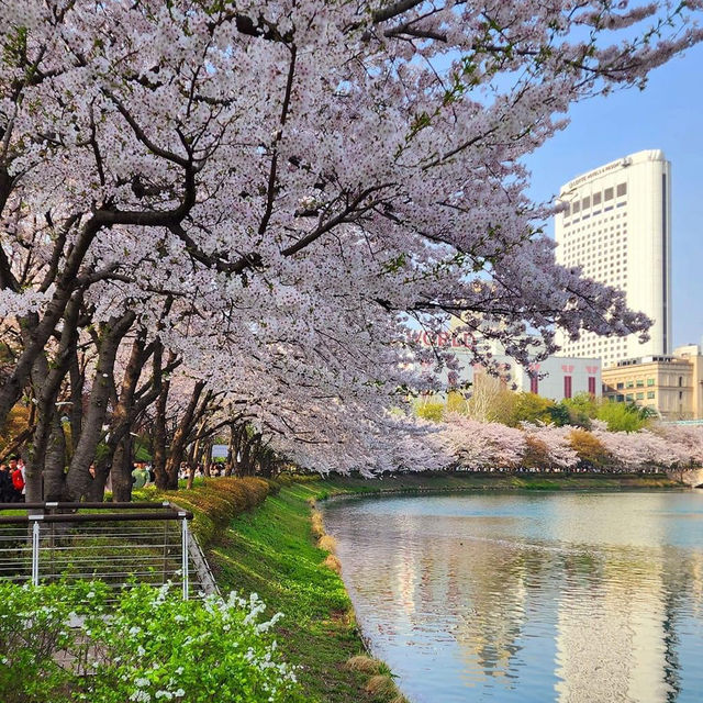 Beautiful Cherry Blossom of Lotte World Tower