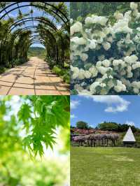 【茨城】森の中にキラキラと輝くシャガの群生 お花の楽園