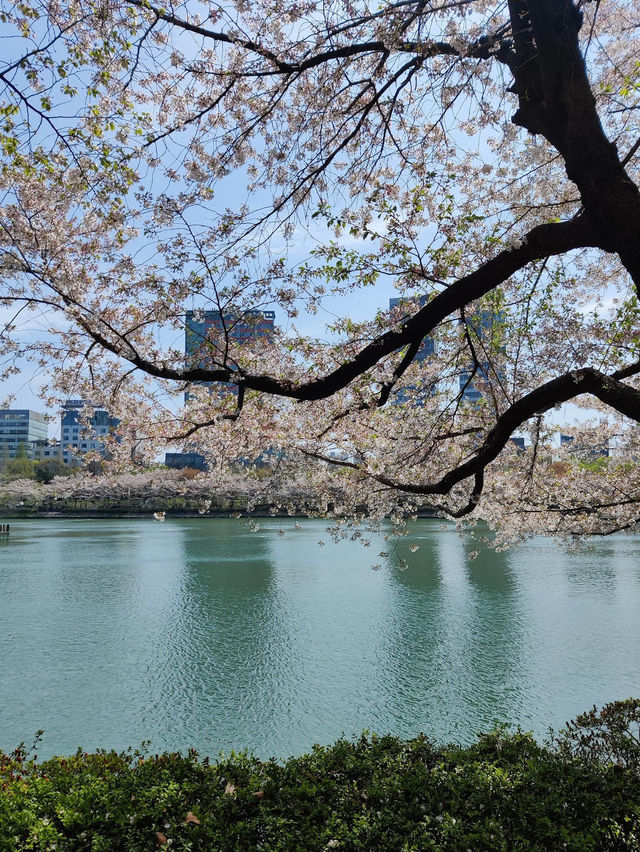 🌸「韓國」櫻花🌸熱點：石村湖水櫻花慶典