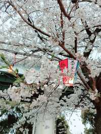 【東京】隅田公園：櫻花季節，賞櫻、參觀淺草寺和晴空塔的絕佳選擇