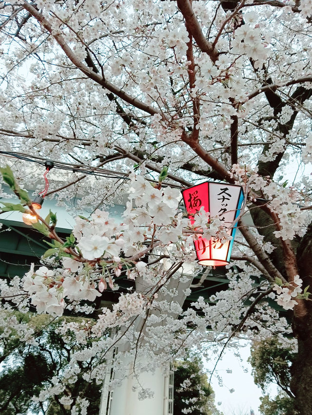 【東京】隅田公園：櫻花季節，賞櫻、參觀淺草寺和晴空塔的絕佳選擇