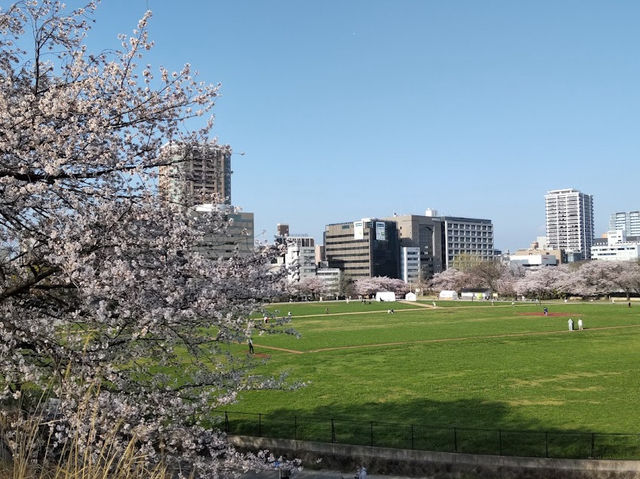 Cherry Blossom at Korokan Square 🥰