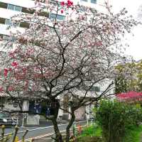 🌸 Flowering at Toyama Family Park 🇯🇵