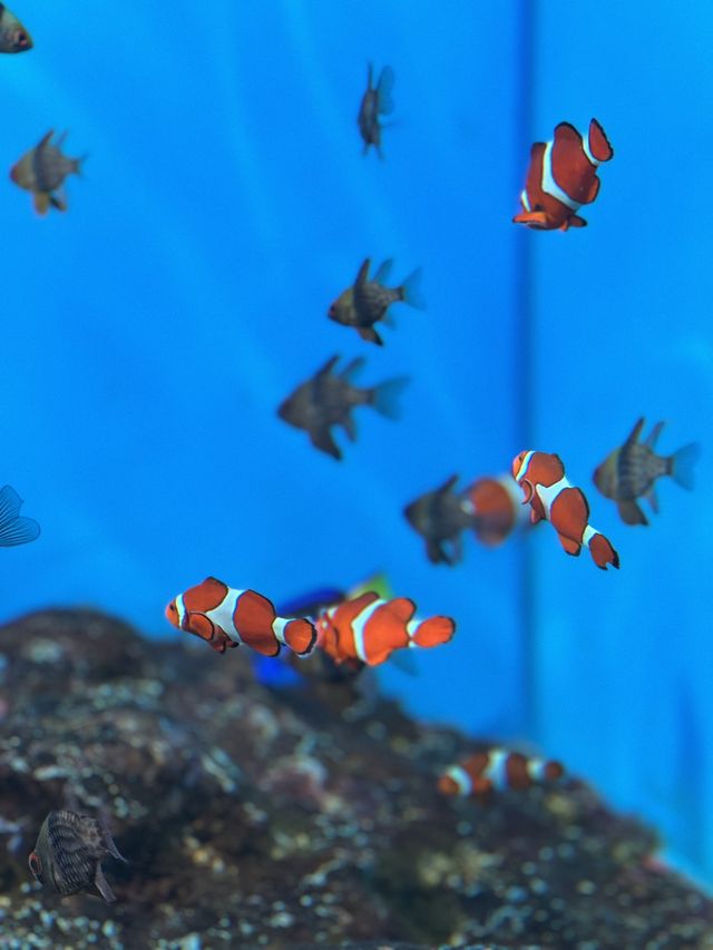 登別尼斯水族館💖札幌出發一小時車程❣️