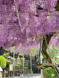 【おりひめの藤/栃木県】足利織姫神社の満開の藤