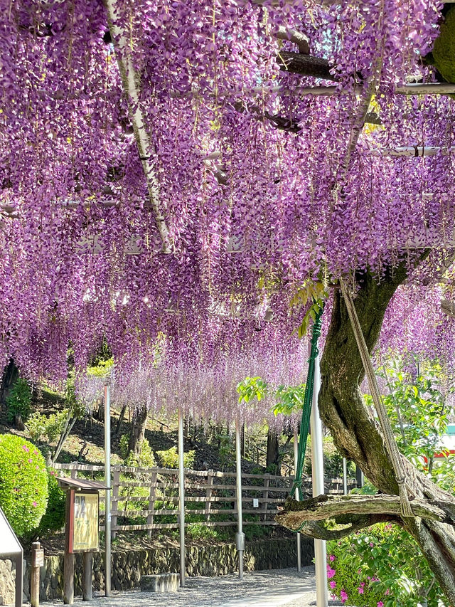 【おりひめの藤/栃木県】足利織姫神社の満開の藤