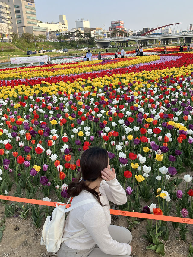 막 찍어도 인생샷 가능한 청주 무심천 튤립축제🌷