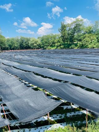 【Nagano Prefecture】Touring the Daio Wasabi Farm!