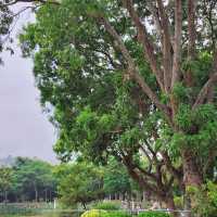 澳門望廈山市政公園：花海仙境