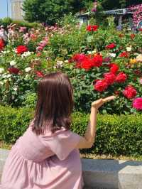 이번주가 마지막 기회! 서울 중랑천 장미축제🌹