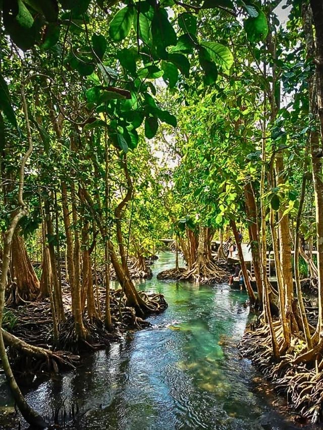 เที่ยวธรรมชาติ ป่าชายเลน ท่าปอมคลองสองน้ำ