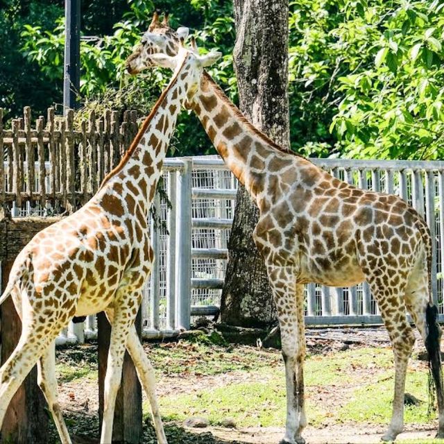 Taiping Zoo and Night Safari